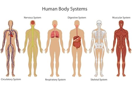 Amazon.com: Systems of Human Body Anatomy Chart Illustration Poster