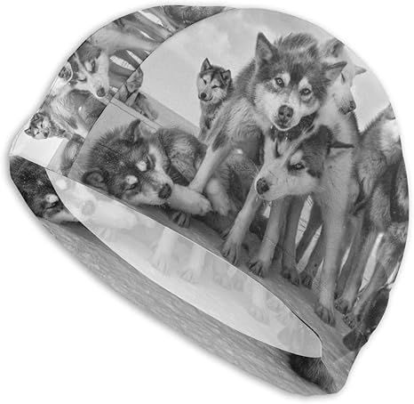 long haired malamute puppy