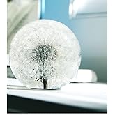 COREFLEX Real Dandelion Paperweight, Dandelion in Resin Ball in Gift Box, 2.75inch(70mm) Home Office Desktop Decor Decoration, Birthday, Wedding Gift and Valentine's Day