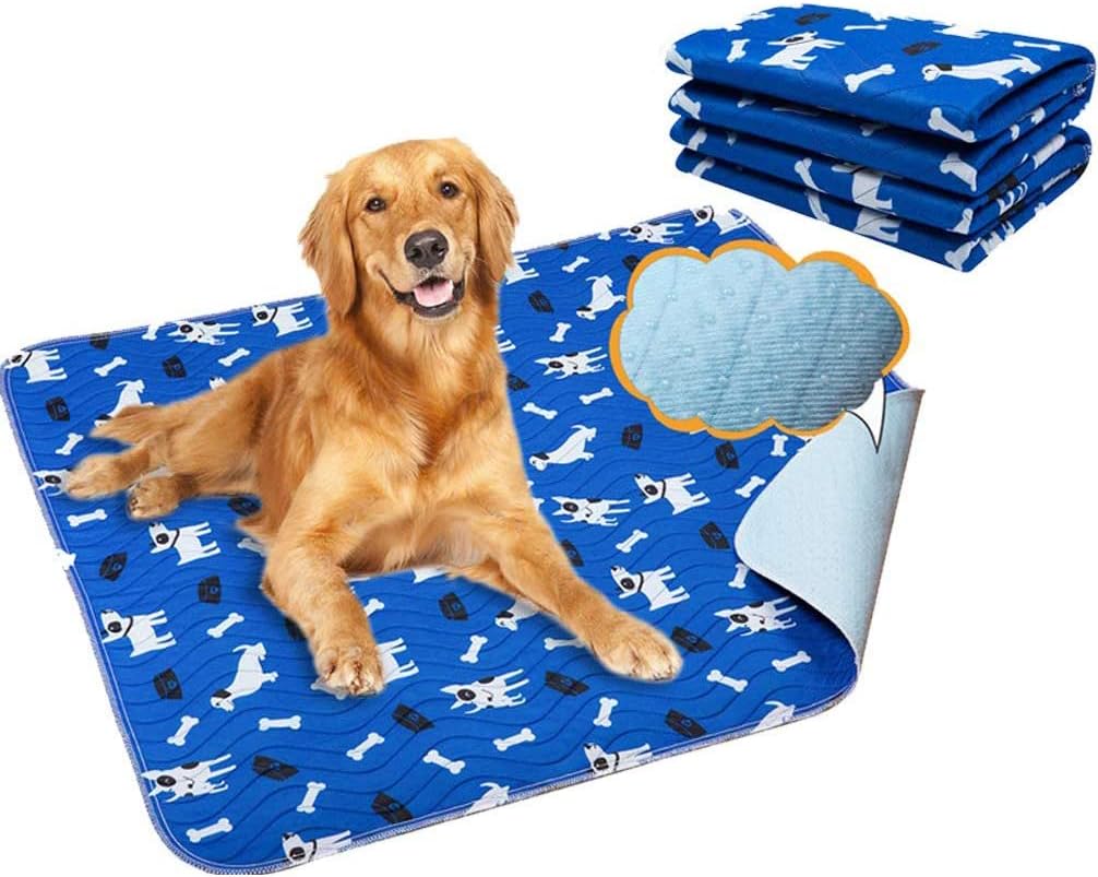 british white retriever