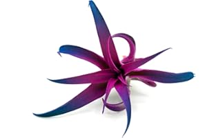 Tillandsia Capitata Peach Enhanced Colored Colorful Air Plant Live 2-3 inch Grows Huge Easy Care Indoor Outdoor Home Decor Gift Airplant Vibrant Color Awesome Industries (Moonbeam 2")
