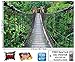 GREAT ART Rope Mural Jungle Bridge Poster, 82.7 x 55-Inch, XXL
