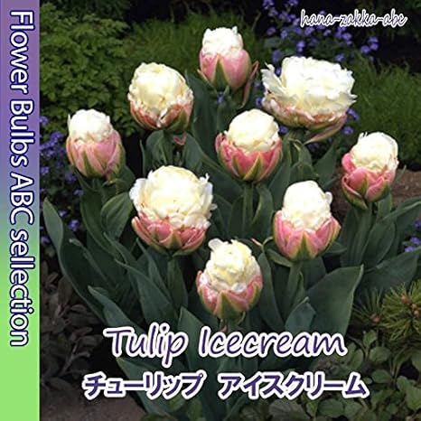 Amazon Newオランダからの花便り 注目度no 1 球根 チューリップ アイスクリーム3球 観葉植物 オンライン通販