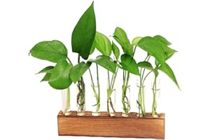 HUNIUPORE Plant Propagation Stations Terrarium with Wooden Stand-Desktop Glass Bulb Plant Vase for Hydroponics Plant Cutting Home Office Garden Decor Plant Lover Gift (7 Tubes)