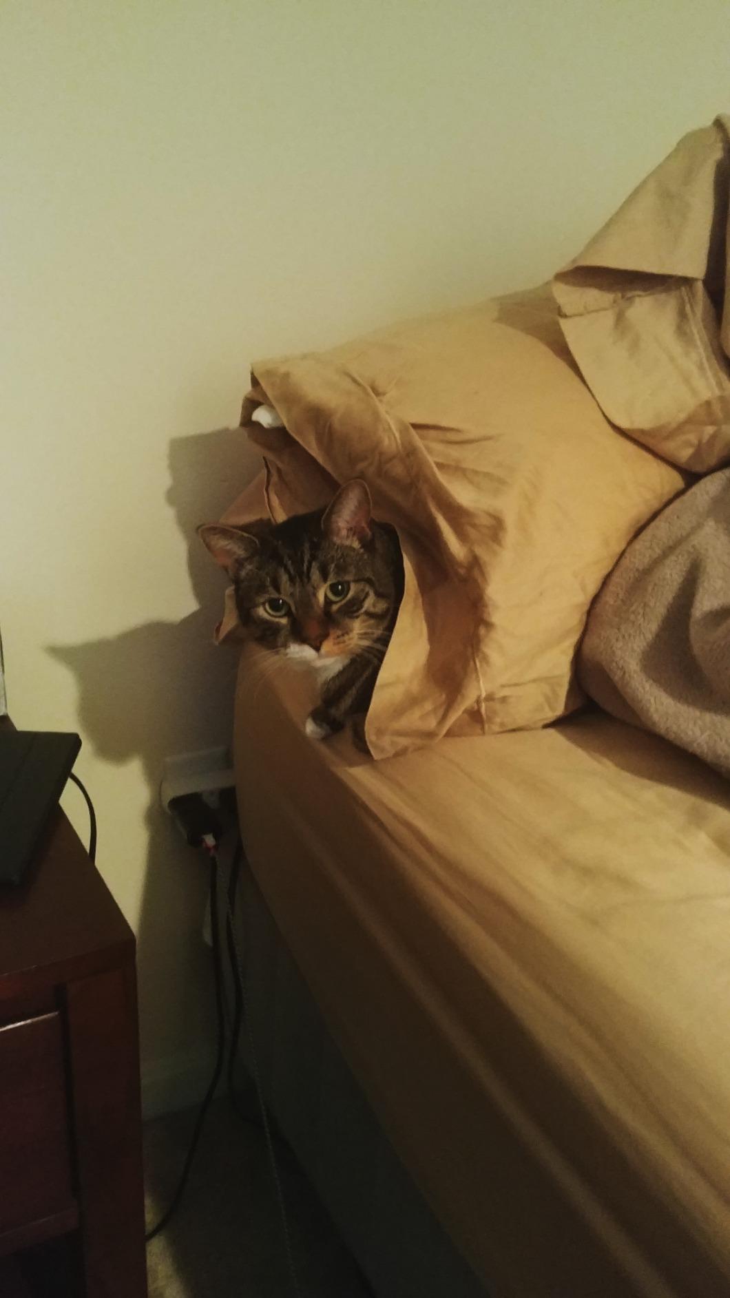 6/mo Finance Amazon Brand Solimo Flea and Tick Topical Treatment