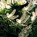 SEMILITS Solar String Light Waterproof Outdoor Fairy Lights 22Ft 30 Crystal Dragonfly LEDs for Pation,Homes,Gardens