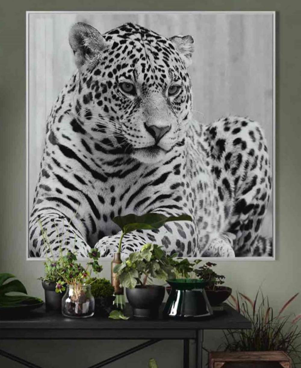 Febland Cheetah Glass Art Black & White Picture, Square