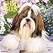 Just Shih Tzus 2017 Wall Calendar (Dog Breed Calendars) by