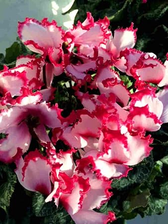 Amazon Co Jp 金賞受賞の花農家から直送 シクラメン ビクトリア系 ラッピングあり6号鉢 茨城 大内園芸 Diy 工具 ガーデン