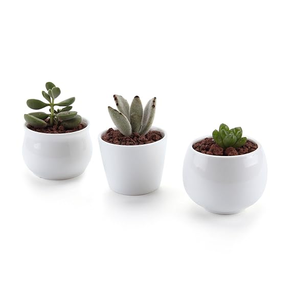 T4U 6.5/7/7CM Runde Modern Weiß Sammlung No.31 Keramik Sukkulenten Töpfe Kaktus Pflanze Töpfe Mini Blumentöpfe 3 Stücke Set