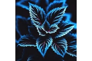 Coleus Black Blue 20 Seeds – Coleus Scutellarioides for Vibrant Garden Color