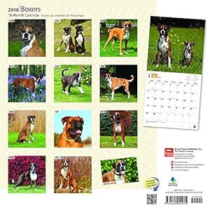 Boxers International Edition 2018 12 x 12 Inch Monthly Square Wall Calendar, Animals Dog Breeds