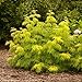 Lemon Lace TM Elderberry - 4" Pot - Sambucus racemosa ''SMNSRD4'' ppaf; cbraf