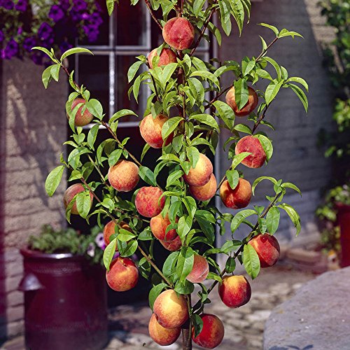 Peach Avalon Pride Tree 1.8M Tall Amazon.co.uk Garden & Outdoors