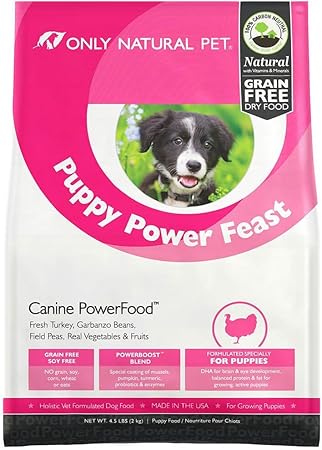 shetland sheepdog care