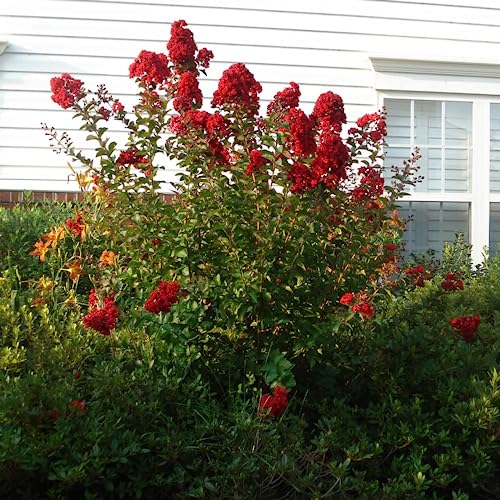 CHUXAY GARDEN Red Lagerstroemia Indica Seed 35 Seeds Crepe Myrtle 