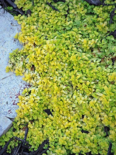 Вероника Саншайн Купить Семена