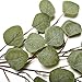VGIA 6Pcs Artificial Silver Dollar Eucalyptus Leaf Spray in Green Tall Artificial Greenery Holiday Greens Christmas Greenery