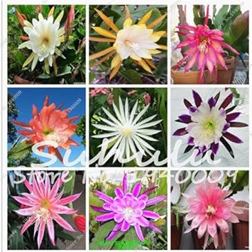 Amazon 混合 美しい盆栽の花珍しいサボテンの種epiphyllum Anguliger庭の装飾植物100個ホーム アンプ用 庭園 花