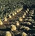 Celeriac Brilliant D245 (Green) 100 Organic Seeds by David's Garden Seeds