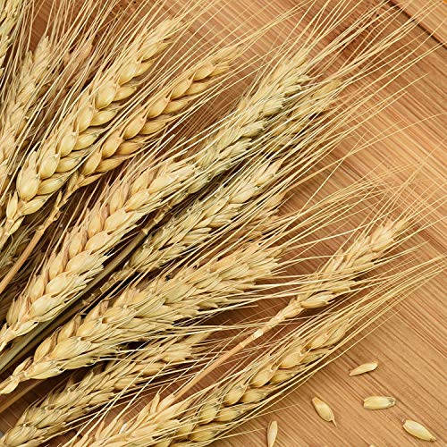 YoleShy Dried Wheat Stalks, 100 Stems 100 Natural Wheat Decor for Home