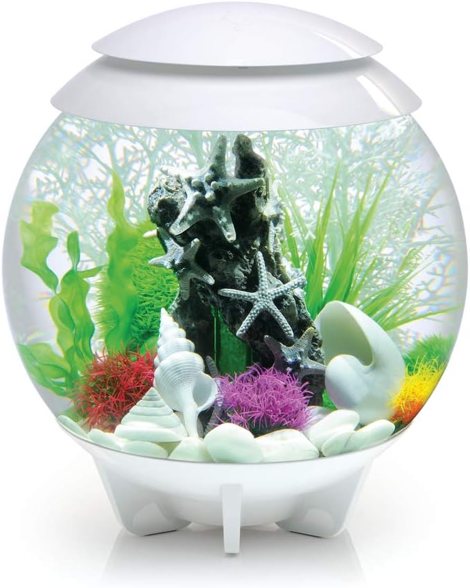 Oase Biorb Muschel Set 3 3 Teilige Aquariums Dekoration Deko In Form Von Drei Unterschiedlichen Muscheln Zubehor Furs Aquarium Becken In Weiss Amazon De Haustier