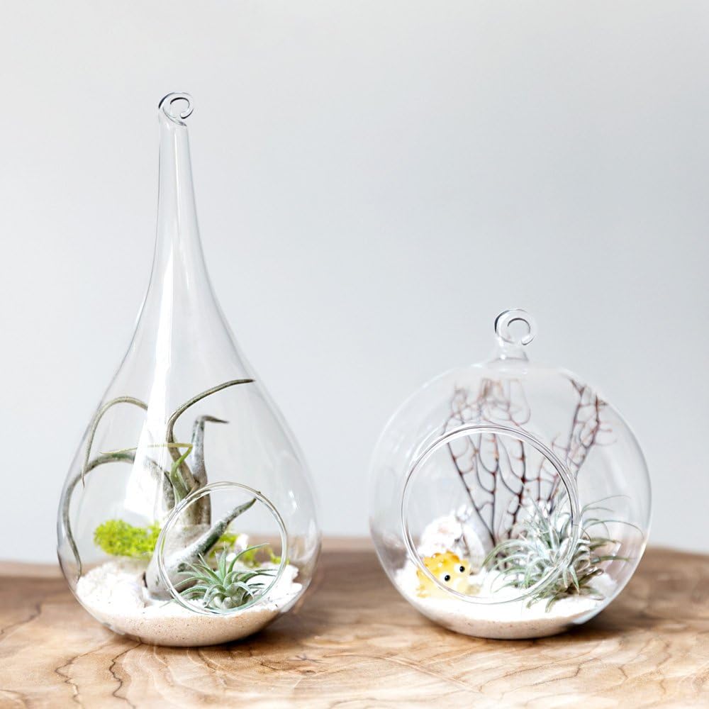 Mkono 3 Pack Glass Hanging Planter Air Fern Holder Terrarium Plants Hanger Vase Home Christmas Decoration Gift Idea for Succulent Moss Tillandsias Air Plants, Olive, Globe and Teardrop: Garden & Outdoor