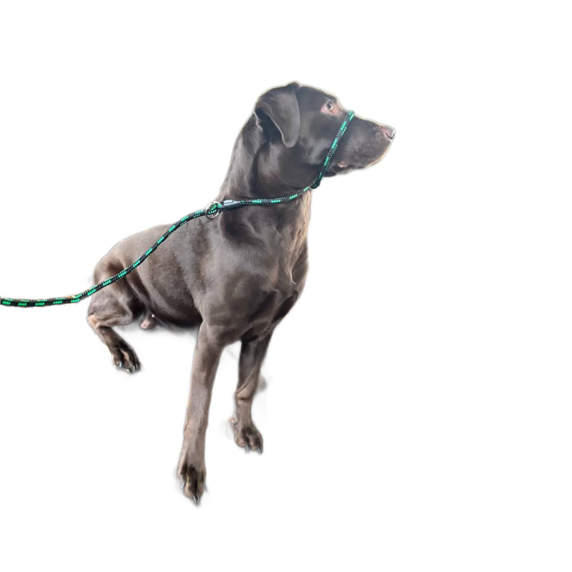 No More Pulling! Anti Pull Lead Field Figure 8 / Halter/Head Collar One Size Fits All Super Soft Braided Nylon Comfortable Make Your Walks More Enjoyable -Instructions Included. (Green-Black)