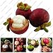 Mangosteen Seeds, Nutrient-Rich Queen Of Tropical Fruits, Fruit Seeds, 10 Seeds