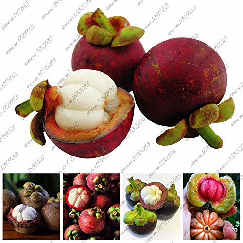 Mangosteen Seeds, Nutrient-Rich Queen Of Tropical Fruits, Fruit Seeds, 10 Seeds