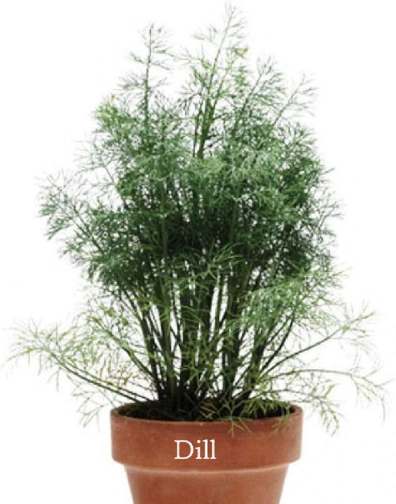 Укроп в горшке. Укроп карликовый (ранний,45см,для горшков) уд. Укроп в горшке. Укроп растет в горшке. Укроп в кашпо.