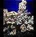 Artificial Fake Coral Miniature Reef for Fish Tank Decorative Aquariums Multiple Styles Resin Small Decorations Tiny Pieces(6 pcs)