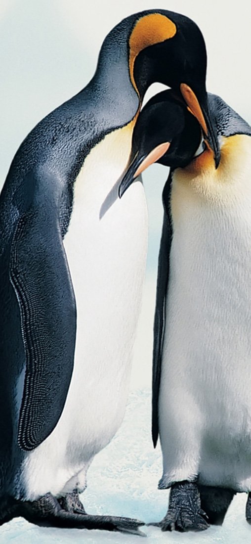 PeelitStickit Pair of Penguin, Animal Wall Murals ID-252, vinyl