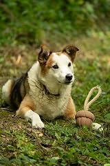 Petface Acorn on a Rope Dog Toy – Durable Interactive Tug Toy view 2