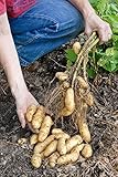 fingerlings home fingerlings home