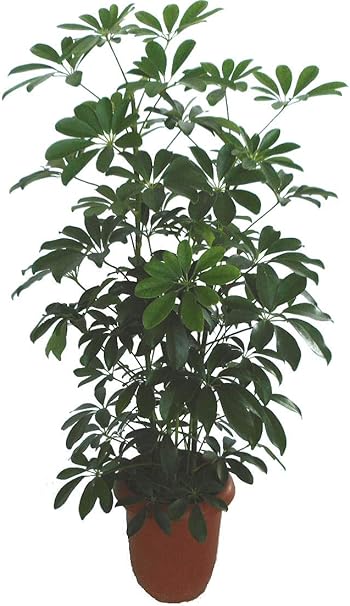 Amazon Co Jp シェフレラ ホンコンカポック 7号 観葉植物 鉢植え ホーム キッチン