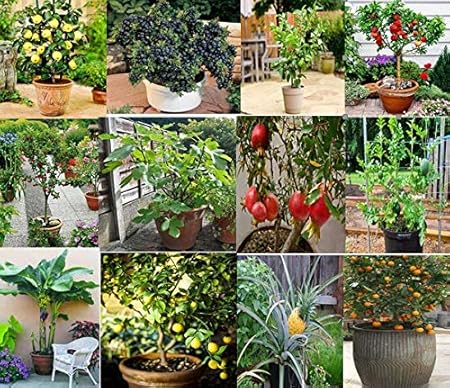 NooElec Seeds India 15 Type of Dwarf Fruit Seeds, 70+5 Seeds