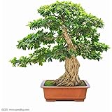 Wacholder bonsai Wacholder bonsai