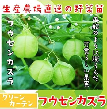 Amazon てしまの苗 実生苗 フウセンカズラ 野菜