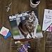 Maine Coon Cats 2018 16 Month Wall Calendar 12 x 12 inches Bright Day Calendars Publishing