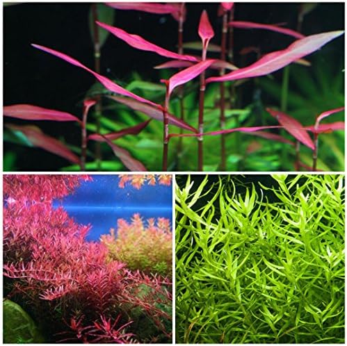 7 Species Live Aquarium Plants Package 34 Stems! rotala ludwigia and More!!!