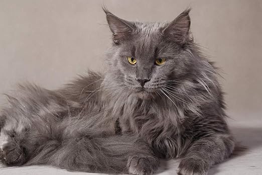 gray coon cat