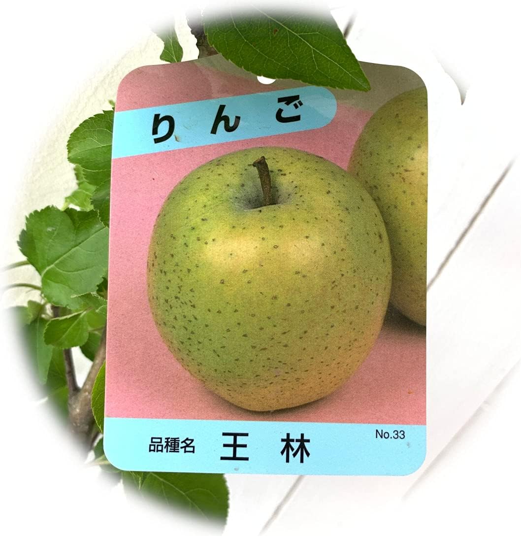 Amazon リンゴ 苗木 王林 12cmポット苗 おうりん りんご 苗 林檎 果物