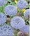 100 BLUE LACE FLOWER (Island Daisy) Trachymene Coerulea Flower Seeds