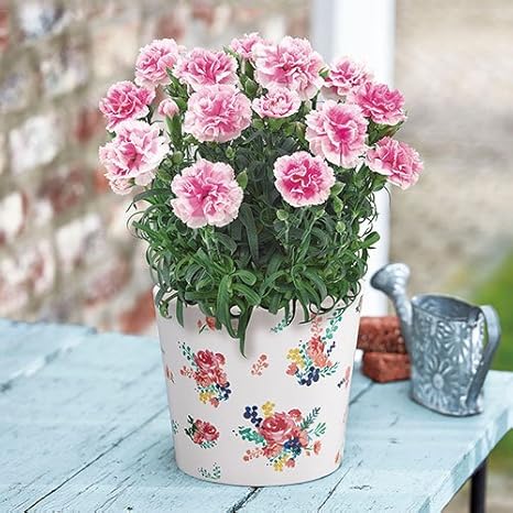 Amazon 母の日 カーネーション フィナンシェ 日比谷花壇 観葉植物 オンライン通販