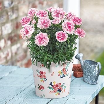 Amazon 母の日 カーネーション フィナンシェ 日比谷花壇 観葉植物 オンライン通販