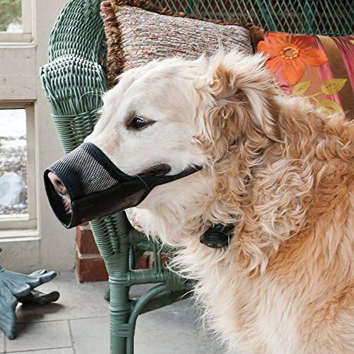 Coastal Pet Finest Match Canine Muzzle Dimension: 3