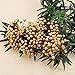 BBTO Artificial Holly Berries on Wire Stems, 250 Stems with 500 Pieces 8 mm Fake Berries for Tree Decorations Wreath Craft Use Wedding Party Favor (Gold)