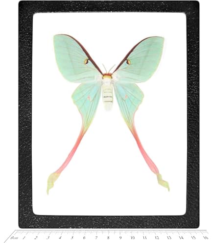 Amazon.com: BicBugs Graellsia isabellae MALE green red spanish
