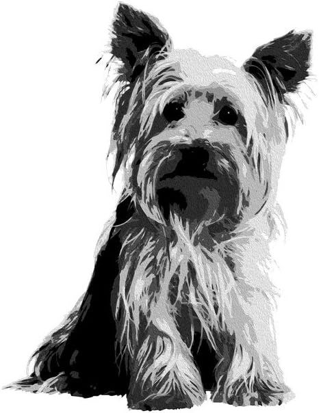 yorkshire terrier black and white